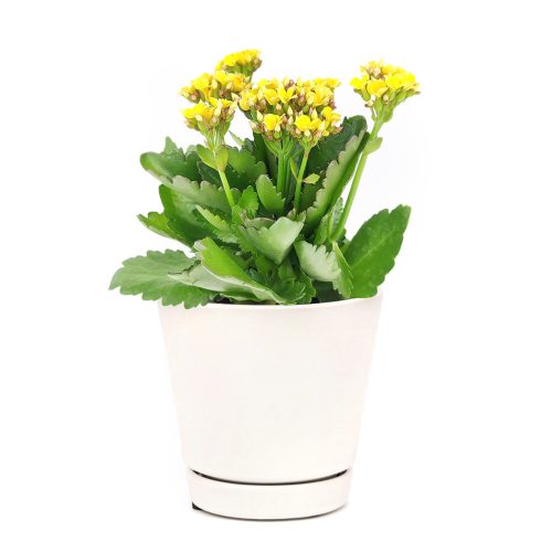 best flowering houseplant, gift plant, easy to care for colorful houseplant, Kalanchoe blossfeldiana Calandiva Yellow