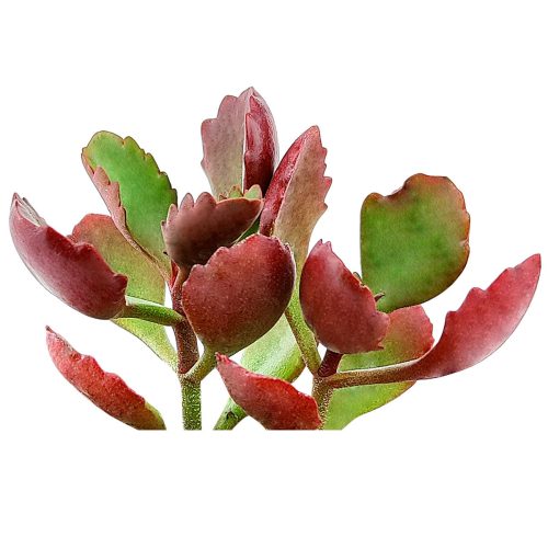 Six Angled Kalanchoe, succulents shop in California, succulent care tips, succulent care guide, succulents garden, Rare succulents, succulent subscription, succulent care, monthly succulents, Six Angled Kalanchoe in California, How to grow Six Angled Kalanchoe