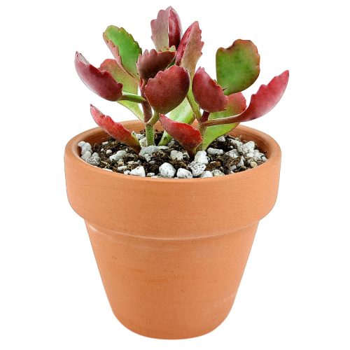 Six Angled Kalanchoe, succulents shop in California, succulent care tips, succulent care guide, succulents garden, Rare succulents, succulent subscription, succulent care, monthly succulents, Six Angled Kalanchoe in California, How to grow Six Angled Kalanchoe