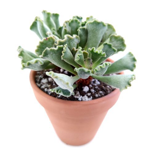 key lime pie, adromischus cristatus, sea shell succulent, chubby plant, crinkle leaf plant, bear paw, bear claw, green succulent, succulent box, delivery box, succulent nursery, garden gift, garden shopping, live potted plant, succulents shop in California, succulent care guide, Succulents shop near me, succulent care, cactus, succulents store in CA, Succulents, indoor succulents, key lime pie in California, How to grow key lime pie