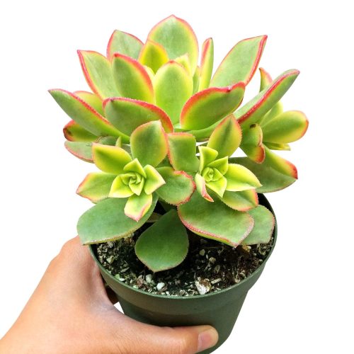 aoenium, aeonium arboreum, succulent plant, Succulents shop near me, succulent care guide, succulent care tips, succulent subscription, succulents garden, succulents store in CA, succulent care, aeonium arboreum in California, How to grow aeonium arboreum