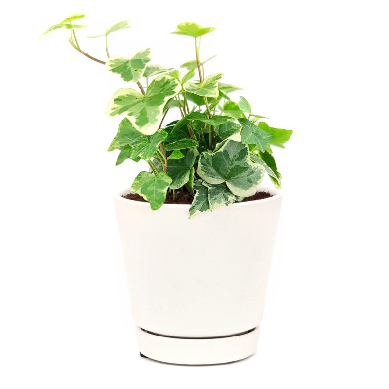 Ivy Kolibre, Hedera helix Kolibri, English Ivy Kolibre, best trailing plants, indoor trailing houseplant, ivy plant décor ideas, ivy plant gift ideas, Kolibre ivy care, ivy plant, kolibre ivy, ivy plant care, ivy plant for sale, Ivy Kolibre care, Ivy Kolibre near me, trailing houseplants