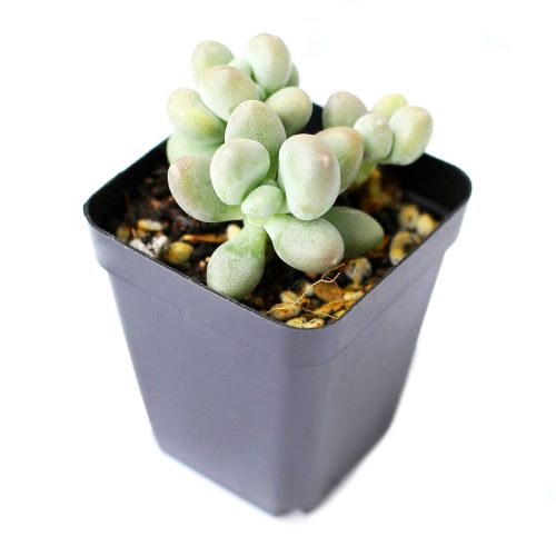 LAVENDER PEBBLES GRAPTOPETALUM 4