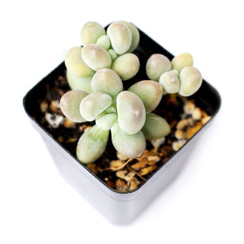 LAVENDER PEBBLES GRAPTOPETALUM 5