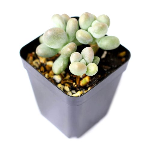 LAVENDER PEBBLES GRAPTOPETALUM 6