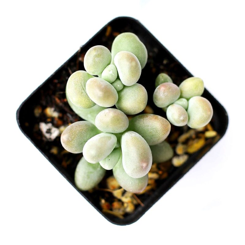 LAVENDER PEBBLES GRAPTOPETALUM 7