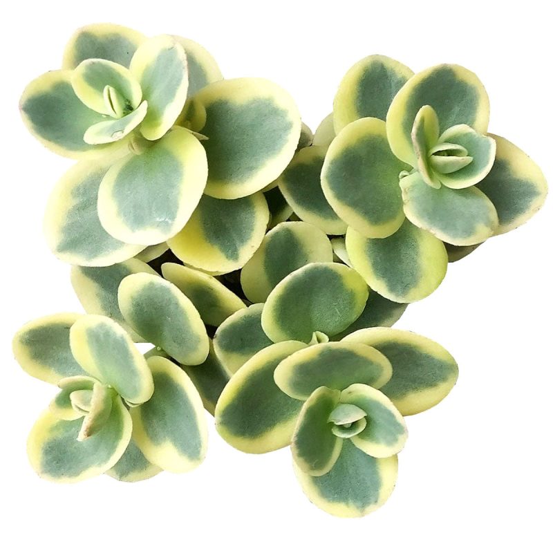 Lime twister sedum for sale, Succulents shop near me, succulent care guide, succulent subscription, indoor succulents, succulents shop in California, succulents store in CA, Succulents, succulents garden, Lime twister sedum in California, How to grow Lime twister sedum