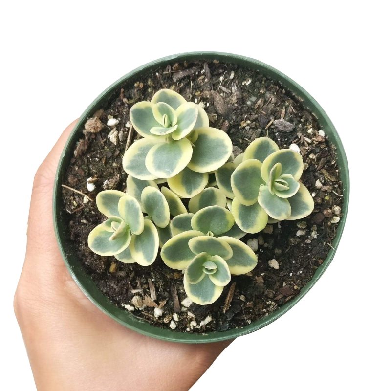 Lime twister sedum for sale, Succulents shop near me, succulent care guide, succulent subscription, indoor succulents, succulents shop in California, succulents store in CA, Succulents, succulents garden, Lime twister sedum in California, How to grow Lime twister sedum