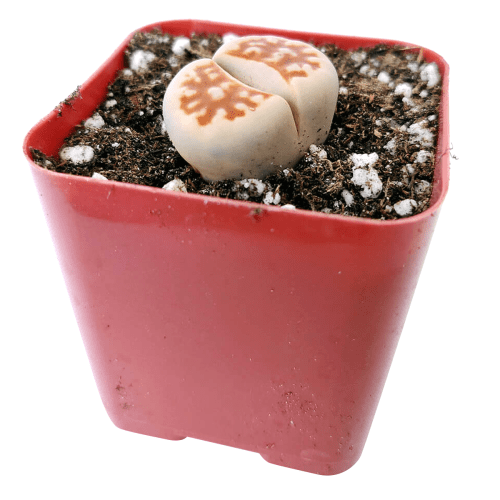 Lithops for sale, Rare succulents, succulent care guide, indoor succulents, Succulents, succulent plant, cactus, succulent care, Succulents shop near me, Lithop in California, How to grow Lithop, rare succulents, rare succulents for sale, unique succulents, buy succulents online, rare succulent, succulent shop, unusual succulents, succulent store, succulents online, indoor succulents.