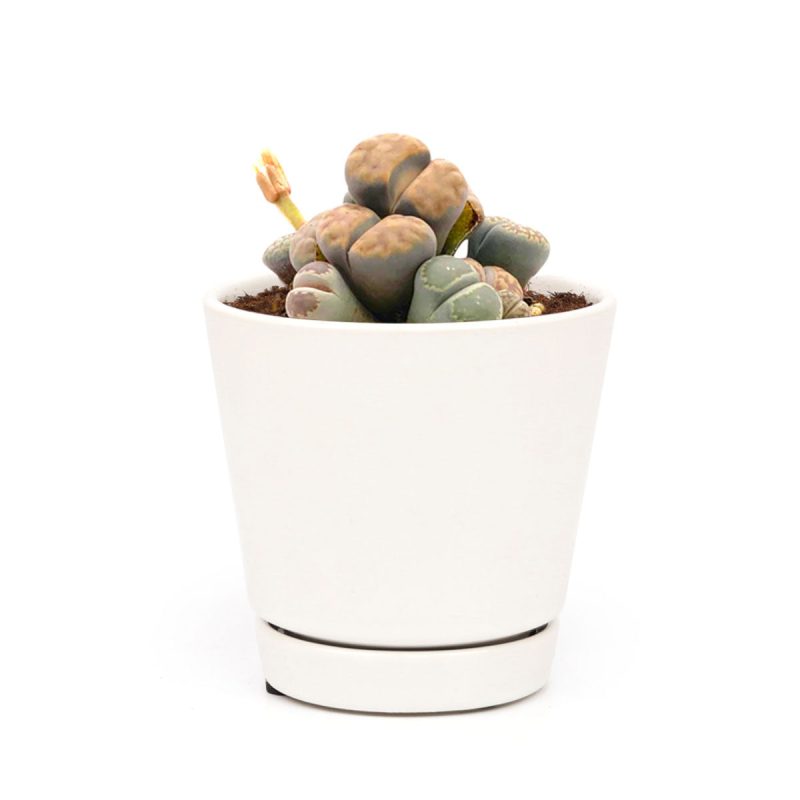 Lithop for sale, Rare succulents, succulent care guide, indoor succulents, Succulents, succulent plant, cactus, succulent care, Succulents shop near me, Lithop in California, How to grow Lithop, rare succulents, rare succulents for sale, unique succulents, buy succulents online, rare succulent, succulent shop, unusual succulents, succulent store, succulents online, indoor succulents