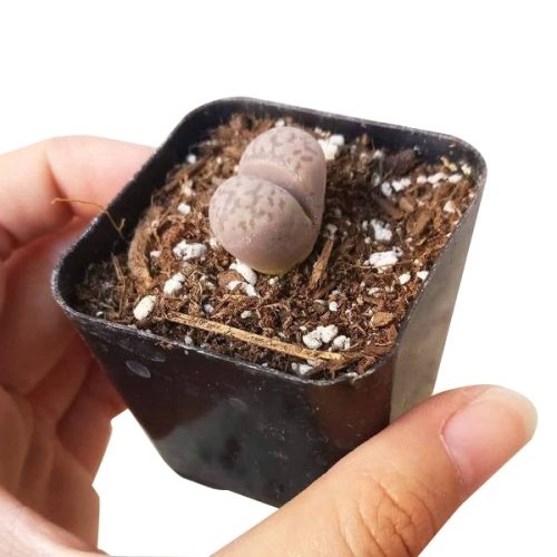 Lithop for sale, Rare succulents, succulent care guide, indoor succulents, Succulents, succulent plant, cactus, succulent care, Succulents shop near me, Lithop in California, How to grow Lithop, rare succulents, rare succulents for sale, unique succulents, buy succulents online, rare succulent, succulent shop, unusual succulents, succulent store, succulents online,  indoor succulents