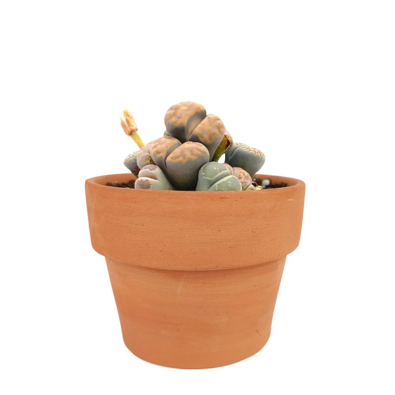 How to grow Lithop, rare succulents, rare succulents for sale, unique succulents, buy succulents online, rare succulent, succulent shop, unusual succulents, succulent store, succulents online, indoor succulents, care tips for growing Lithops Succulents