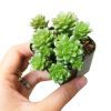 sedum little gem, cremnosedum little gem, succulents garden, succulents shop in California, succulent subscription, Succulents shop near me, how to grow succulents, succulent care tips, cactus, succulent plant, sedum little gem in California, How to grow sedum little gem