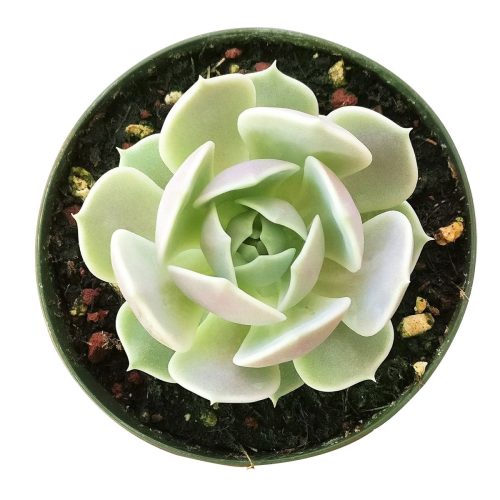 How to care for Echeveria Lola Succulent, How to make your succulent pink, How to change succulent color, How to make Echeveria Lola turn purple, Succulent turning purple, How to make succulents change color, How to grow colorful succulents, echeveria, echeveria succulent, echeveria types, succulent echeveria, buy succulents online, succulent shop, succulent store, echeveria plant, indoor succulents