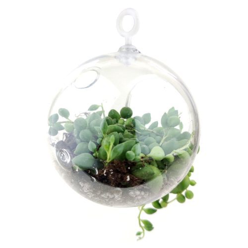 LargeHangingTerrariumGlobe 2