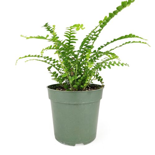 LemonButtonFern