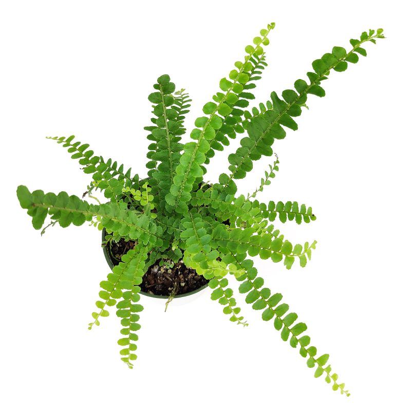 LemonButtonFern 1