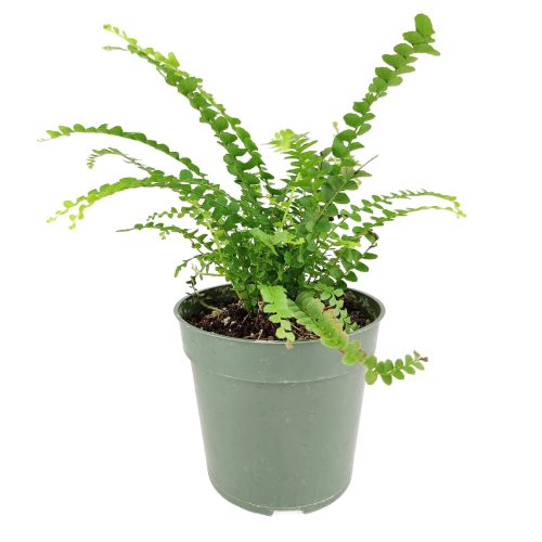 LemonButtonFern 2