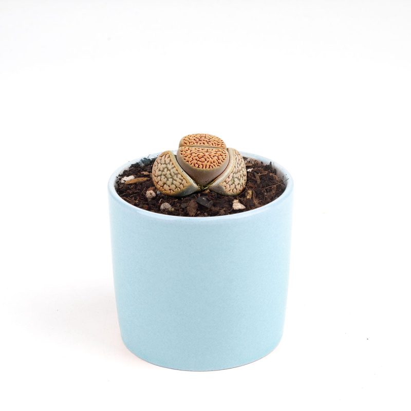 Lithop for sale, Rare succulents, succulent care guide, indoor succulents, Succulents, succulent plant, cactus, succulent care, Succulents shop near me, Lithop in California, How to grow Lithop, rare succulents, rare succulents for sale, unique succulents, buy succulents online, rare succulent, succulent shop, unusual succulents, succulent store, succulents online, indoor succulents