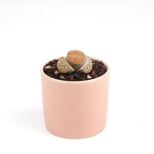 Lithop for sale, Rare succulents, succulent care guide, indoor succulents, Succulents, succulent plant, cactus, succulent care, Succulents shop near me, Lithop in California, How to grow Lithop, rare succulents, rare succulents for sale, unique succulents, buy succulents online, rare succulent, succulent shop, unusual succulents, succulent store, succulents online, indoor succulents