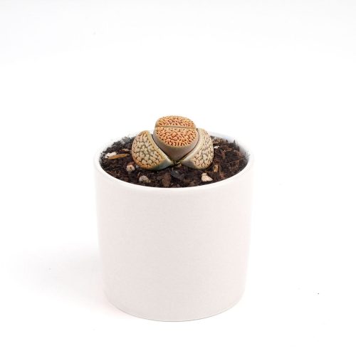 Lithop for sale, Rare succulents, succulent care guide, indoor succulents, Succulents, succulent plant, cactus, succulent care, Succulents shop near me, Lithop in California, How to grow Lithop, rare succulents, rare succulents for sale, unique succulents, buy succulents online, rare succulent, succulent shop, unusual succulents, succulent store, succulents online, indoor succulents