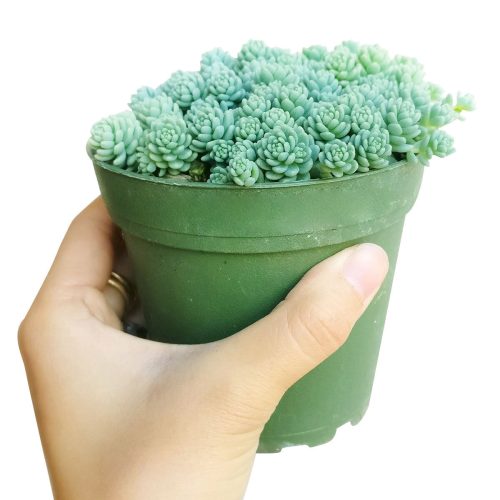 sedum dasyphyllum major, corsican stonecrop, succulent care tips, indoor succulents, succulent care, succulents shop in California, Rare succulents, succulents garden, succulent care guide, succulent plant, sedum dasyphyllum major in California, How to grow sedum dasyphyllum major