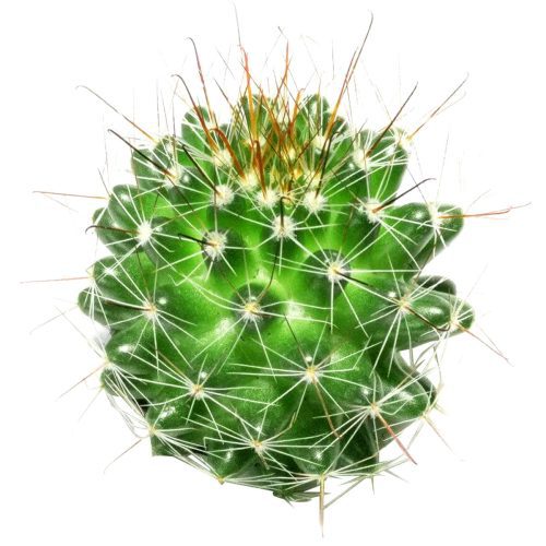 Mammillaria Fittkaui Cactus, Rare succulents, succulent care, succulent subscription, Succulents shop near me, succulents garden, how to grow succulents, succulents store in CA, succulent care tips, Mammillaria Fittkaui Cactus in California, How to grow Mammillaria Fittkaui Cactus, cactus, cactus succulent, succulent cactus, cacti, cactus and succulents, succulents box, succulent shop, buy succulents online