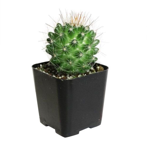 MAMMILLARIAFITTKAUICACTUS3