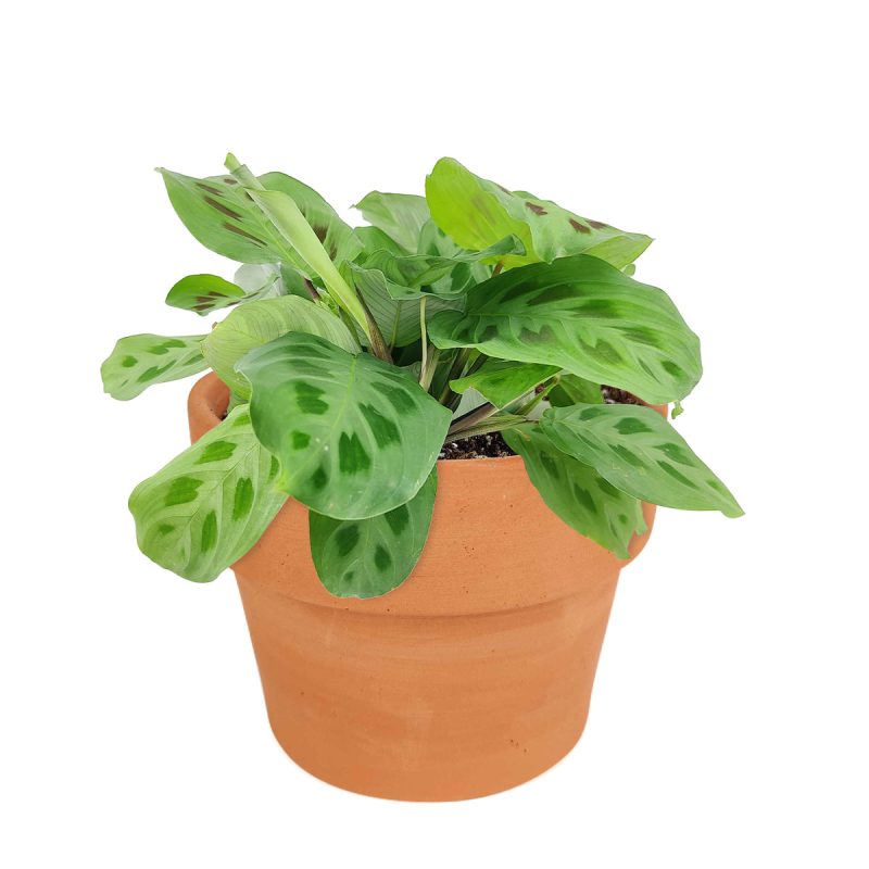 Maranta Green Prayer Plant, Rabbit Tracks for sale online, Easy to grow houseplants, Types of Colorful Foliage Plants, indoor houseplant, colorful foliage houseplant, buy Prayer Plant online