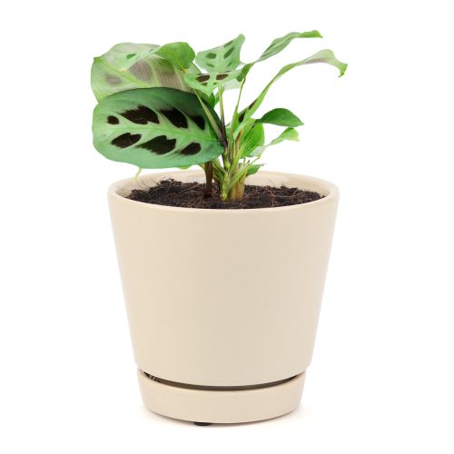 MARANTAGREENPRAYERPLANT10