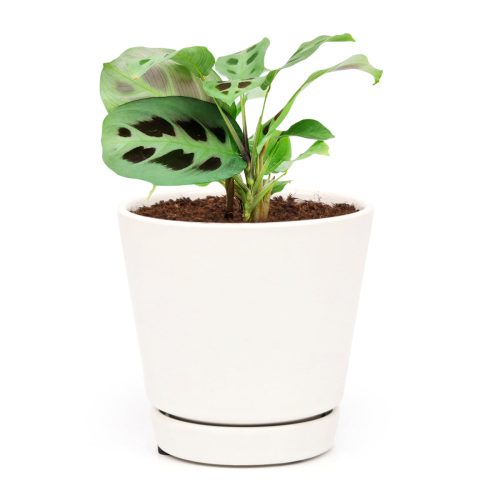 Maranta Green Prayer Plant, Rabbit Tracks for sale online, Easy to grow houseplants, Types of Colorful Foliage Plants, indoor houseplant, colorful foliage houseplant, how to care for Prayer Plant