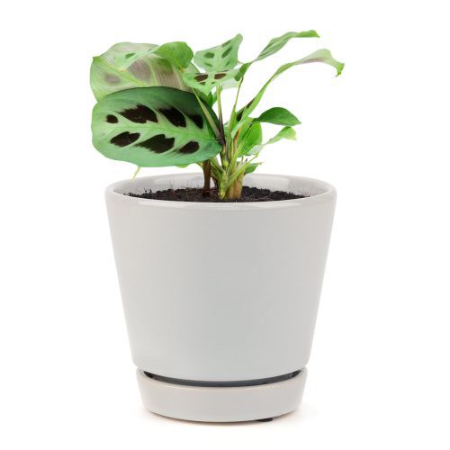 MARANTAGREENPRAYERPLANT9