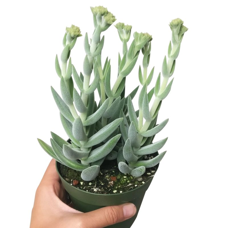 crassula mesembryanthemoides for sale, jade plant, succulent care tips, how to grow succulents, succulents store in CA, monthly succulents, succulent plant, succulent subscription, Succulents shop near me, cactus, crassula mesembryanthemoides in California, How to grow crassula mesembryanthemoides, crassula, crassula plant, crassula succulent, crassula types, crassula varieties, types of crassula, crassula species, crassulas, succulent crassula