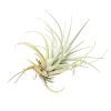 Tillandsia Mima Chiletensis air plant for sale, How to care for Mima Chiletensis air plant, How to grow Mima Chiletensis air plant indoor, unique live airplants for gift ideas, Airplant decoration ideas