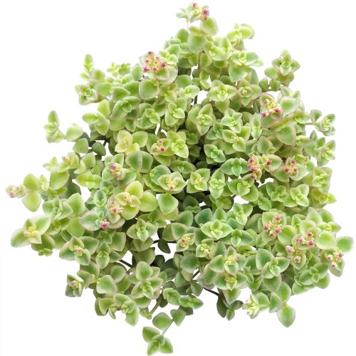 sedum little missy, little missy sedum, succulent care tips, succulent care, Succulents shop near me, indoor succulents, succulent care guide, how to grow succulents, cactus, succulents garden, sedum little missy in California, How to grow sedum little missy