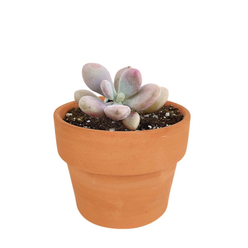 MOONSTONESPACHYPHYTUM1