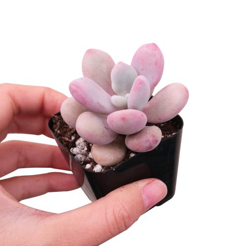 Moonstones Pachyphytum for sale, how to grow succulents, succulent plant, succulent care tips, succulent subscription, succulents garden, Succulents, Succulents shop near me, Rare succulents, Moonstones Pachyphytum in California, How to grow Moonstones Pachyphytum, rare succulents, rare succulents for sale, unique succulents, buy succulents online, rare succulent, succulent shop, unusual succulents, succulent store, succulents online