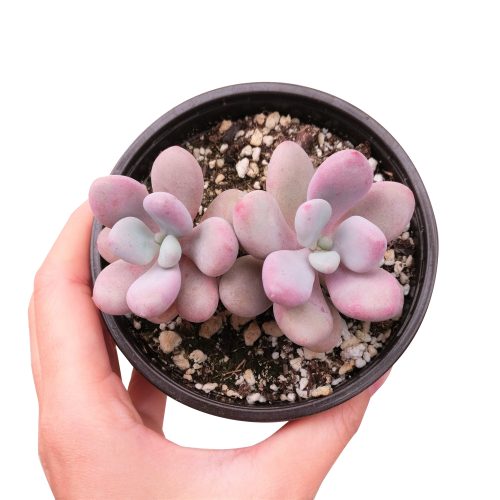 MOONSTONESPACHYPHYTUM5