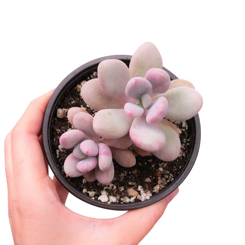 Moonstones Pachyphytum for sale, how to grow succulents, succulent plant, succulent care tips, succulent subscription, succulents garden, Succulents, Succulents shop near me, Rare succulents, Moonstones Pachyphytum in California, How to grow Moonstones Pachyphytum, rare succulents, rare succulents for sale, unique succulents, buy succulents online, rare succulent, succulent shop, unusual succulents, succulent store, succulents online