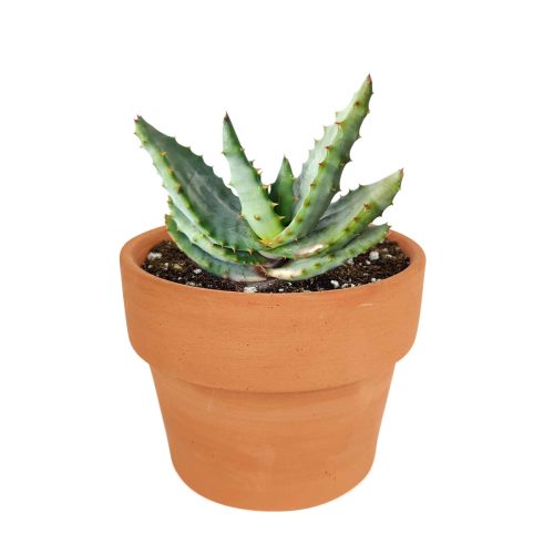 Mountain Aloe Succulent, Aloe Marlothii Succulent, Flat-flowered Aloe, Spiny Aloe, Rare succulent, Attractive Textured Succulent, succulent plants for sale