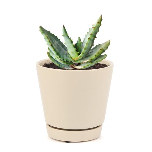 MOUNTAINALOE5