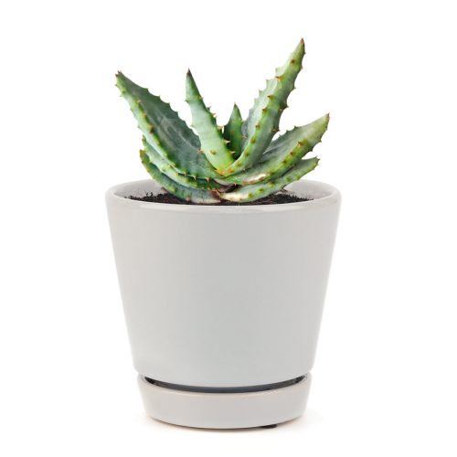 MOUNTAINALOE7