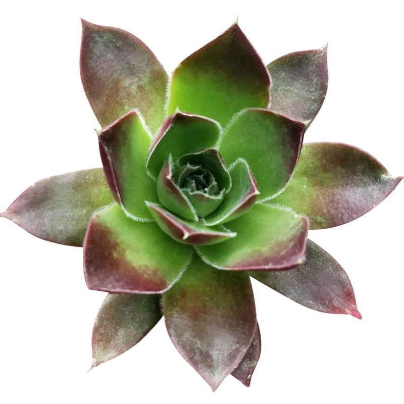 Sempervivum Mahogany Succulent for sale, How to care for Sempervivum Mahogany plant, How to grow Sempervivum Mahogany succulent indoor, Succulent gift ideas, Succulent home decoration. indoor succulents.