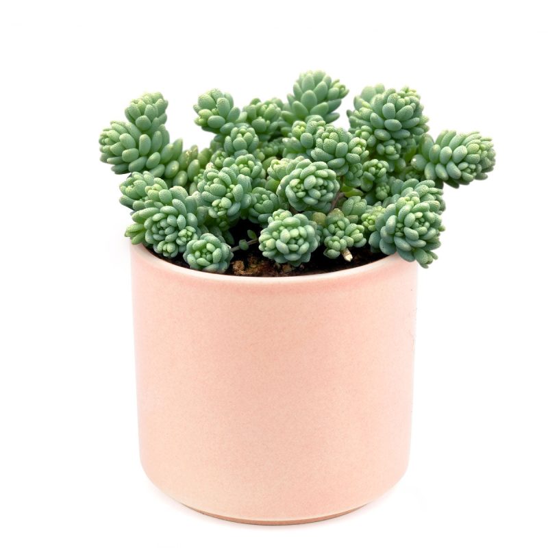 sedum dasyphyllum major, corsican stonecrop, succulent care tips, indoor succulents, succulent care, succulents shop in California, Rare succulents, succulents garden, succulent care guide, succulent plant, sedum dasyphyllum major in California, How to grow sedum dasyphyllum major