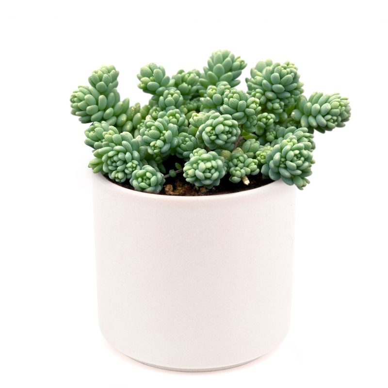 sedum dasyphyllum major, corsican stonecrop, succulent care tips, indoor succulents, succulent care, succulents shop in California, Rare succulents, succulents garden, succulent care guide, succulent plant, sedum dasyphyllum major in California, How to grow sedum dasyphyllum major