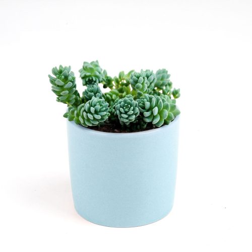 sedum dasyphyllum major, corsican stonecrop, succulent care tips, indoor succulents, succulent care, succulents shop in California, Rare succulents, succulents garden, succulent care guide, succulent plant, sedum dasyphyllum major in California, How to grow sedum dasyphyllum major