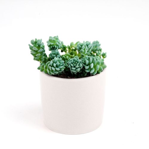 sedum dasyphyllum major, corsican stonecrop, succulent care tips, indoor succulents, succulent care, succulents shop in California, Rare succulents, succulents garden, succulent care guide, succulent plant, sedum dasyphyllum major in California, How to grow sedum dasyphyllum major