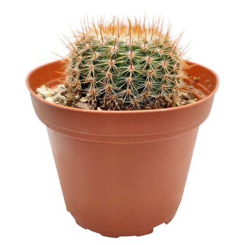 Mammillaria Spinosissima cactus for sale, Red-headed Irishman cactus, Pincushion cactus, Red Spines Cactus Succulent, Unique Cactus Gift Ideas, Cactus Decor, Rare Cactus Plant, cactus, cactus succulent, succulent cactus, cacti, cactus and succulents, succulents box, succulent shop, buy succulents online