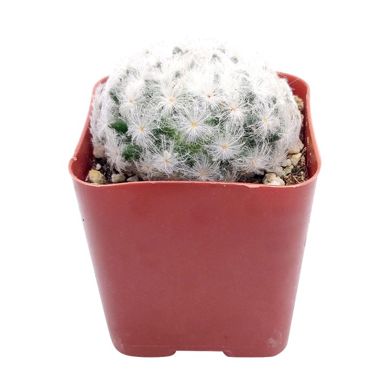 MammillariaPlumosa FeatherCactus 2inch 2