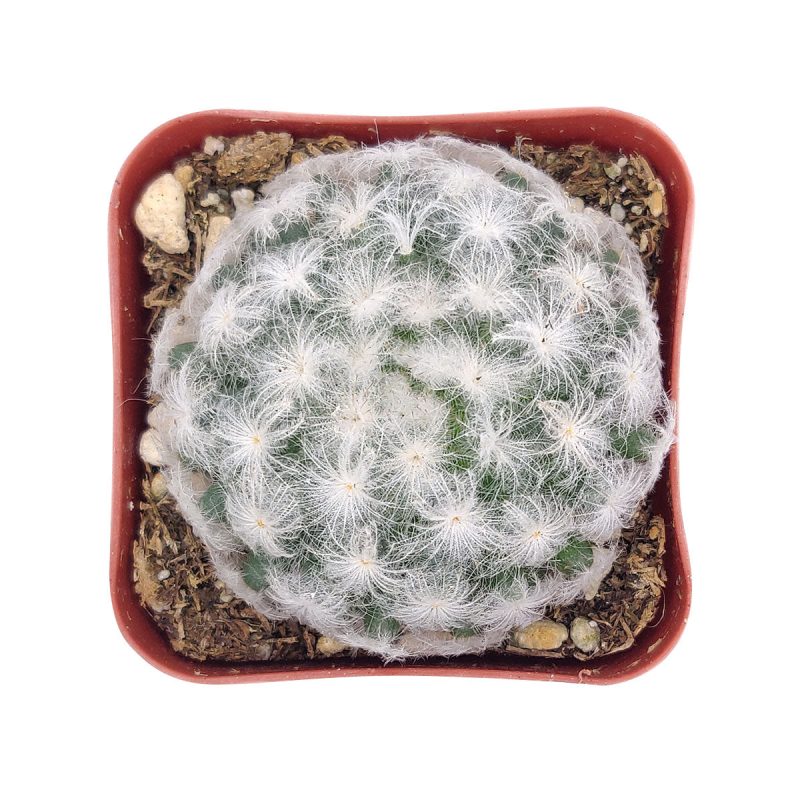 MammillariaPlumosa FeatherCactus 2inch 4